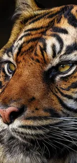 Close-up of a majestic tiger with striking orange and black stripes.