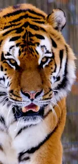 Close-up of a tiger with a striking expression set against a natural backdrop.