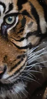 Close-up of a tiger's face, showcasing its intense gaze and detailed stripes.