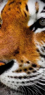 Close-up image of a majestic tiger's face with vivid orange and black patterns.