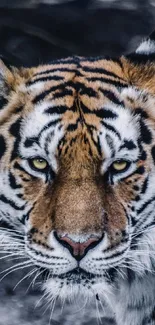 Close-up of a fierce tiger with striking orange and black stripes in the wild.