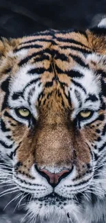 Close-up of a majestic tiger with striking orange and black stripes.