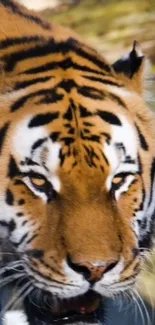 Close-up of a majestic Bengal tiger with orange and black stripes.