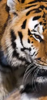 Close-up of a majestic tiger showcasing its striking fur pattern.