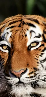 Close-up of a majestic tiger's face with striking eyes.