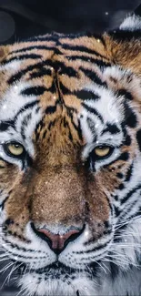 Close-up of a majestic tiger's face with piercing yellow eyes.