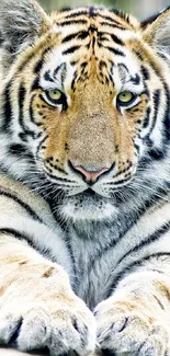 Close-up of a majestic tiger with intense gaze and intricate fur details.