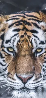 Majestic tiger close-up with stunning gaze and intricate stripes.