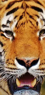 Close-up portrait of a majestic tiger with intense gaze and striking features.