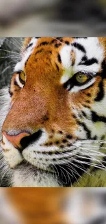 Close-up view of a majestic tiger's face with vivid orange and black stripes.