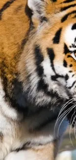 Close-up mobile wallpaper of a majestic tiger with orange and black stripes.