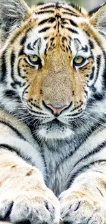 Close-up photo of a majestic tiger with striking golden and black stripes.