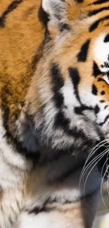 Close-up of a majestic tiger showing its vibrant orange and black stripes.