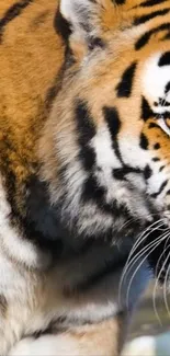 Close-up of a majestic tiger with vivid orange and black stripes.