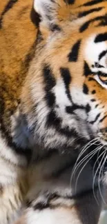 Close-up of a tiger's face and stripes in detailed view.