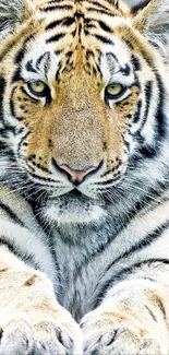 Close-up portrait of a majestic tiger with striking stripes and golden fur.