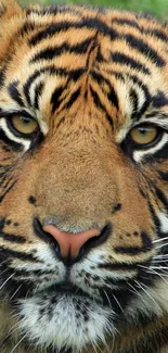 Close-up image of a majestic tiger's face with vibrant orange and black stripes.