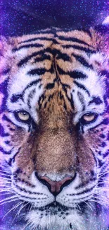 Majestic tiger with purple cosmic background, fierce gaze.