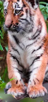 Majestic tiger cub sitting amidst green foliage, showcasing its orange fur and stripes.