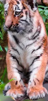 Tiger cub sitting among green leaves.