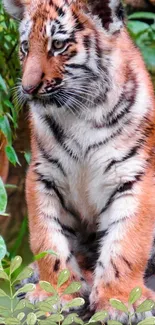 Tiger cub sitting in lush greenery, vibrant and majestic.