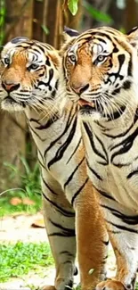 Two majestic tigers in a forest, perfect for phone wallpaper