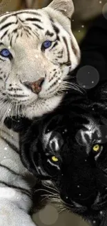 White and black tigers in a striking mobile wallpaper design.