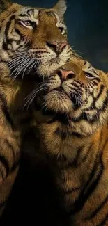 Majestic tiger duo in natural light showcasing their stripes.