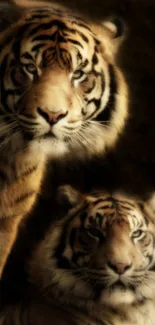 Elegant tiger duo in a majestic mobile wallpaper.