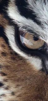 Close-up of a tiger's eye showing detailed textures and vibrant colors.