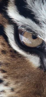 Close-up of tiger's eye displaying intricate fur details.