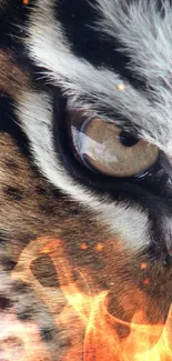 Close-up of a tiger's eye with detailed fur patterns.