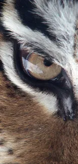 Close-up of a tiger's eye showcasing natural colors.