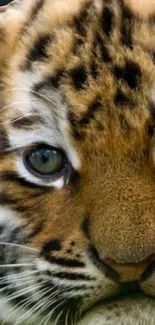 Close-up of a tiger's intense gaze, showcasing its majestic beauty in a mobile wallpaper.