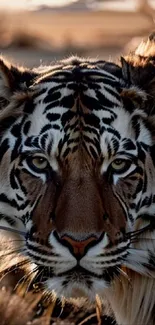 Close-up of a tiger's face with intense eyes.