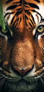 Close-up of a majestic tiger's face with striking orange and black stripes.