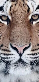 Close-up of a majestic tiger face with striking stripes and intense gaze.