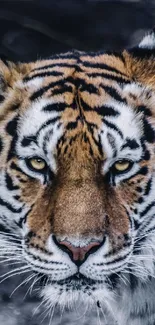 Close-up of a majestic tiger with piercing eyes and bold stripes.