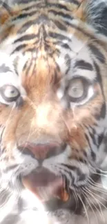 Close-up of a tiger's intense gaze on mobile wallpaper.