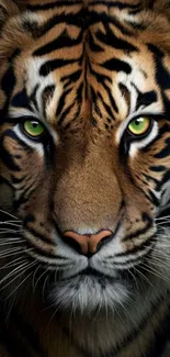 Majestic tiger face with green eyes.