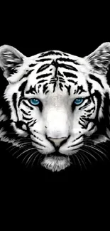 Majestic white tiger with blue eyes on black background.