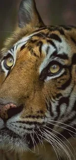 Close-up of a tiger's face with striking eyes and detailed fur patterns.