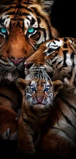 Majestic tiger family against a black background, featuring vibrant blue eyes.