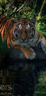 Majestic tiger resting by a serene forest stream.