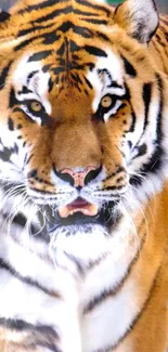 Close-up of a fierce tiger staring ahead, showcasing vibrant orange and black stripes.