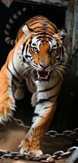 A fierce tiger lunging forward with mouth open, showcasing its power.