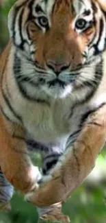 Majestic Bengal tiger running through lush green forest.