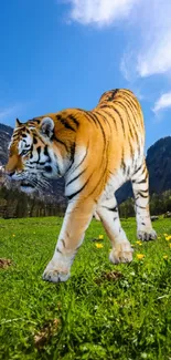 Tiger walking in alpine meadow with mountain backdrop and blue sky.