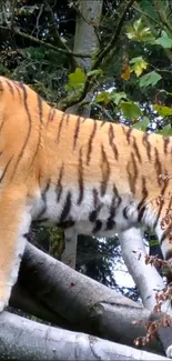 Majestic tiger standing on tree branch in autumn forest.