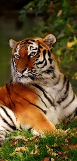 Majestic tiger resting in autumn forest.